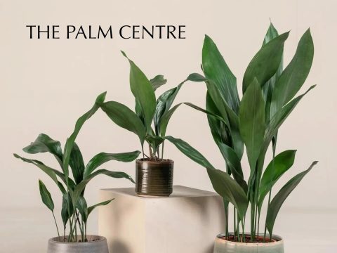 The Palm Centre The Palm Centre logo and branding, showcasing a modern retail space and store atmosphere.