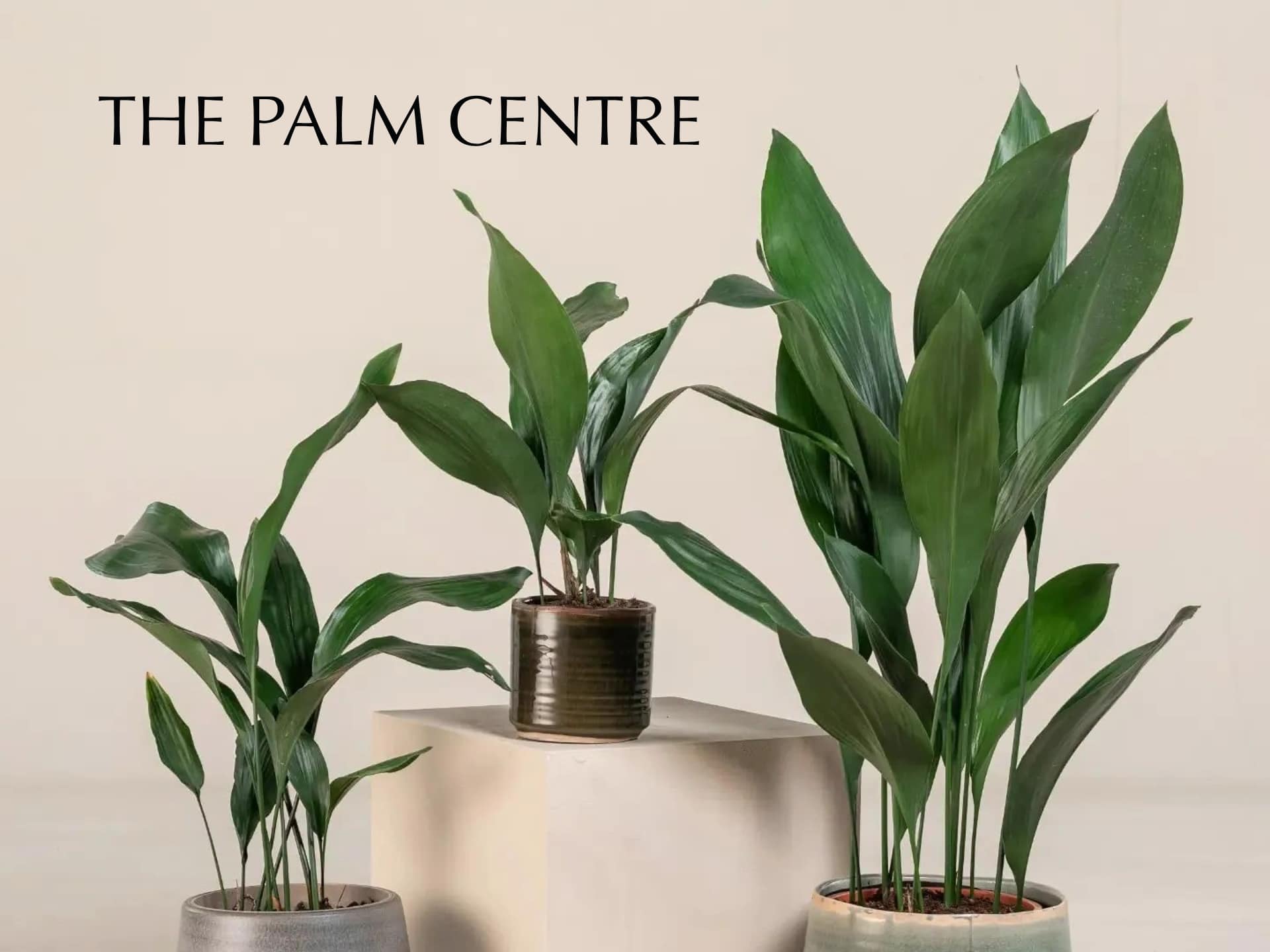 The Palm Centre Discount Code The Palm Centre logo and branding, showcasing a modern retail space and store atmosphere.