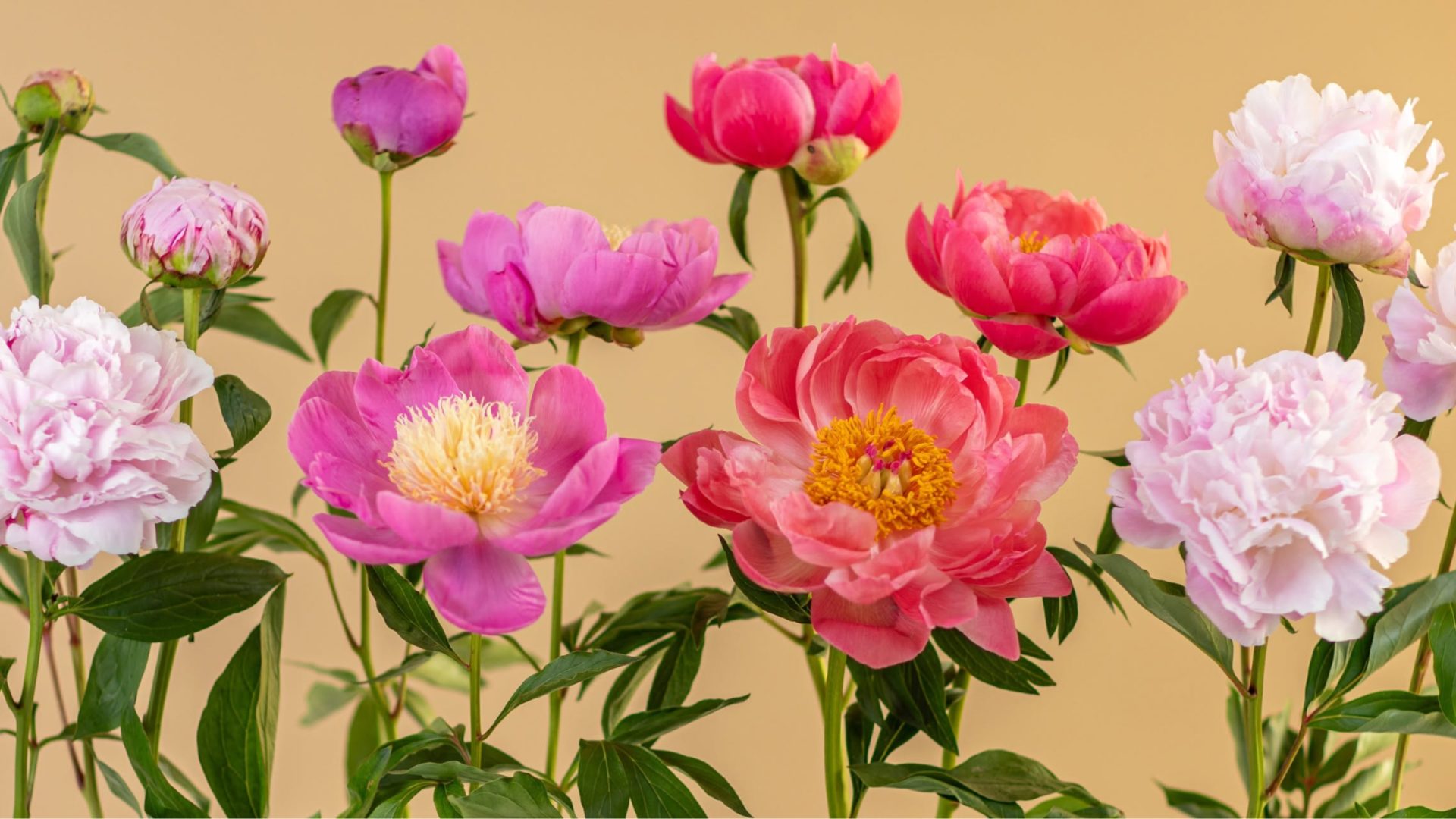 eFlorist bouquet of fresh seasonal flowers for special occasions with a discount offer for online flower delivery